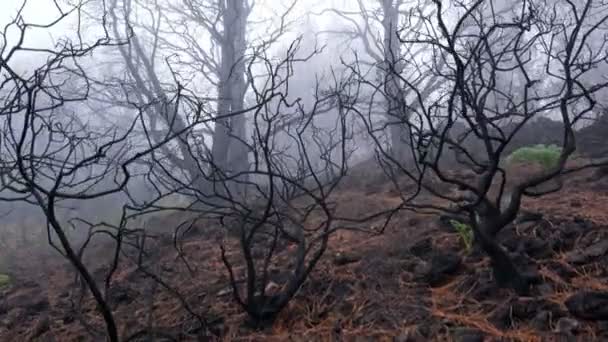 Forest Fire Aftermath Gimbal Shot Burnt Harred Trees Fog Forest — Stock video