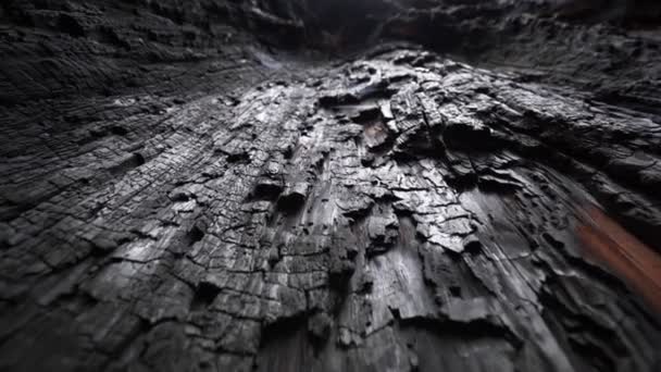 Camera Muove Lungo Albero Sequoia Carbonizzato Nel Parco Nazionale Sequoia — Video Stock