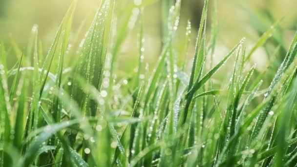 Sliding Shot Fresh Grass Water Drops Morning Sun Green Grass — Stock Video
