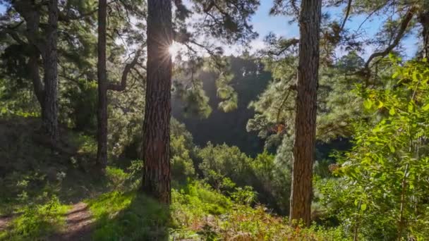 カナリア島ラ パルマ島の日当たりの良い松林を歩く 太陽のジンバルショットは木の幹の後ろから出てきます 美しい緑の森 カナリア諸島の自然 — ストック動画