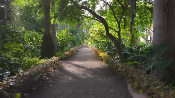 Camera Moves Variety Plants Trees Botanical Garden Tenerife Island Canary — Vídeos de Stock