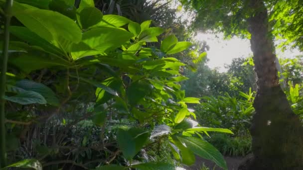 Juicy Green Leaves Palm Tree Sunset Botanical Garden Tenerife Lush — Αρχείο Βίντεο