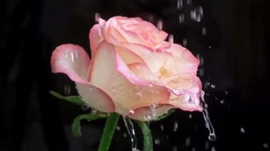 Raindrops falling onto petals of rose flower. Beautiful pink rose with waterdrops. Black background, Slow motion close-up shot