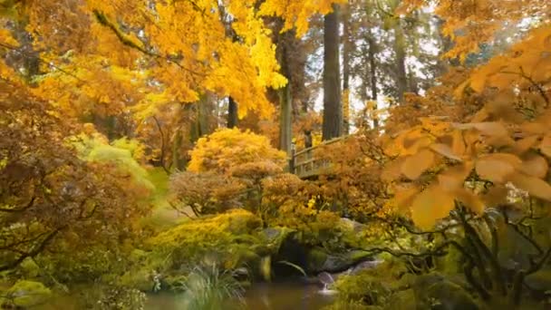 Beautiful Autumn Park Trees Bushes Orange Autumn Leaves River Bridge — Stock Video