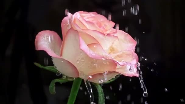 Raindrops Falling Petals Rose Flower Beautiful Pink Rose Waterdrops Black — Vídeo de Stock
