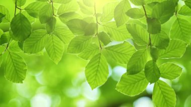 Spring nature coming. Fresh green leaves on tree sway in the wind. Elegant green background of green leaves and bokeh. Green summer abstract background