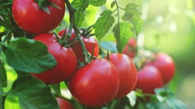 Fresh red ripe tomatoes on the branch. Organic farming, vegetable garden. Tomato harvest. UHD, 4K