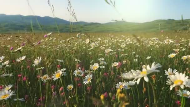 Chamomile Field Flowers Walking Summer Meadow Field Flowers Enjoying Daisies — Stockvideo