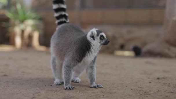 马达加斯加环尾狐猴在自然公园 狐猴四处寻找食物 — 图库视频影像