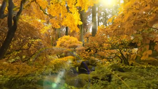 Осень Японском Парке Деревья Кусты Апельсиновыми Осенними Листьями Рекой Мостом — стоковое видео