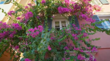 Window of house decorated with magnificent tree with pink flowers. Kerkyra town - capital of Corfu island, Greece. Hotel facade in flowers in Greece. Gimbal shot, 4K 2