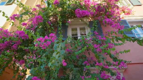 Παράθυρο Του Σπιτιού Διακοσμημένο Υπέροχο Δέντρο Ροζ Λουλούδια Κέρκυρα Πρωτεύουσα — Αρχείο Βίντεο