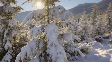Winter forest, Winter in the mountains, sunrise in winter snowy forest. Camera moves along the snow-covered firs in the rays of the setting sun. Winter nature concept, Alps Italy 2