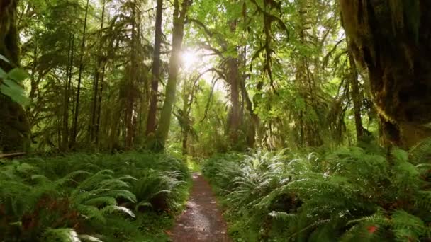 Kamera Porusza Się Ścieżce Wśród Drzew Porośniętych Mchem Krzewami Las — Wideo stockowe