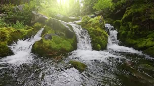 Berg Flod Skogen Med Kaskad Vattenfall Kraftfull Ström Vatten Mellan — Stockvideo