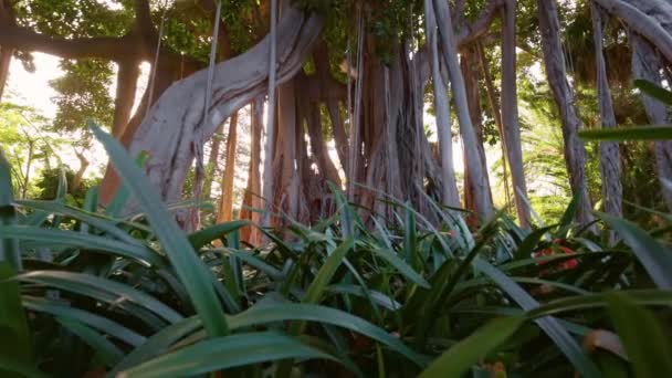 加那利特内里费岛植物园中的巨大的巨植树 加那利群岛茂密的植被 Tenerife的绿色公园 Gimbal射击 — 图库视频影像