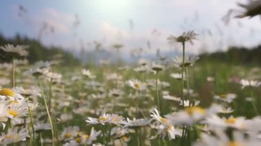 Alpine field daisy flowers swaying in the wind. Camera moves over meadow dotted with daisies. Summer wild flowers