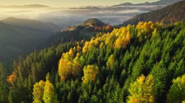 Aerial view of autumn golden yellow trees in misty mountains. Sunny morning and dawn in the mountains covered with colorful autumn trees. Autumn fall coming