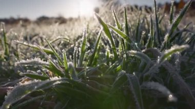 Green grass in hoarfrost in early spring. First green grass breaks out of the ground in the rays of rising sun. Spring coming
