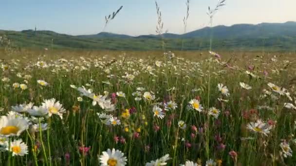 Huge Field Daisies Green Summer Hills Field Summer Flowers Meadow — Stockvideo