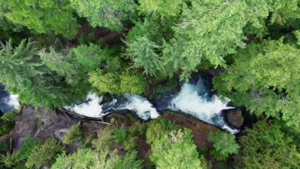 Aerial Top View Mountain River Waterfalls Green Forest Oregon United — 비디오
