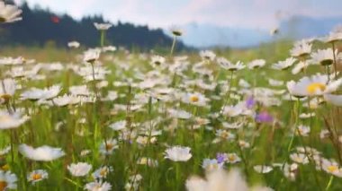 Camera moves through field flowers swaying on the wind. Alpine meadow with white and yellow daisies flowers. Camera moves through field flowers swaying on the wind. Spring mountain background