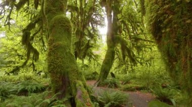 Rainforest in Olympic National Park, Washington, United States. Camera moves between bizarre tree trunks overgrown with moss. 4K gimbal shot