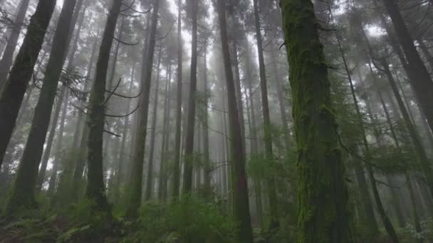 Titokzatos Ködös Erdő Sao Miguel Szigetén Azori Szigeteken Portugáliában Kamera — Stock videók