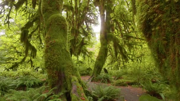 美国华盛顿奥林匹克国家公园的热带雨林 相机在长满苔藓的奇异树干之间穿梭 Gimbal枪 — 图库视频影像