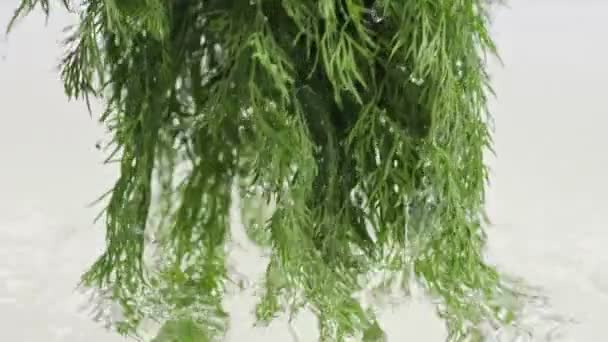 Banda Čerstvě Zeleného Kopyta Vytaženého Vody Organický Kopr Vodními Kapkami — Stock video