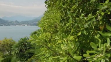 Varenna köyü yakınlarındaki Villa Park Manastırı 'nın botanik bahçesinde yemyeşil bir arazi. Como Gölü. Kamera İtalya 'daki Como Gölü yakınlarındaki yeşil ağaçlar boyunca hareket ediyor. Gimbal shot, 4K