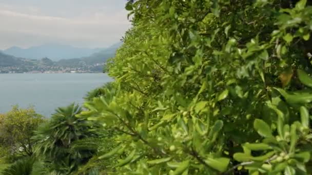 Verdure Luxuriante Dans Jardin Botanique Villa Parc Monastero Près Village — Video