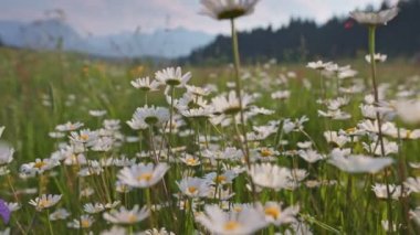 Beyaz ve sarı papatya çiçekleri olan dağlık bir çayır. Kamera tarlada hareket ediyor çiçekler rüzgarda sallanıyor. Yaz dağı arka planı