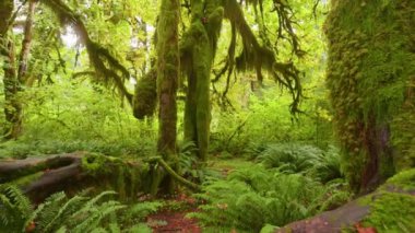 Olympic National Park 'taki yağmur ormanı, Washington, ABD. Kamera ağaçlar arasında, yosun ve çalılarla kaplı yol boyunca ilerliyor. 4K titreşim atışı