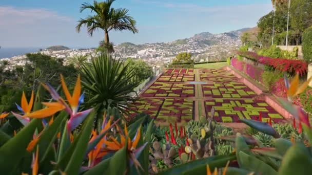 Linda Vista Ensolarada Diversificada Vegetação Ilha Madeira Cidade Funchal Câmera — Vídeo de Stock