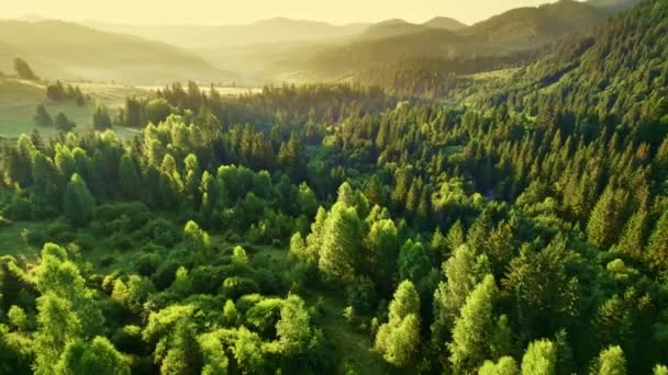 Forêt Montagne Dans Les Rayons Soleil Levant Vue Aérienne Matin — Video
