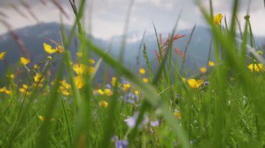Sarı ve mavi çiçekli ve yeşil çimenli dağlık bir çayır. Kamera Avusturya 'daki yaz çiçeklerinin arasından geçiyor. Arkasında karlı tepeler olan muhteşem dağlar. Alplerde Yaz
