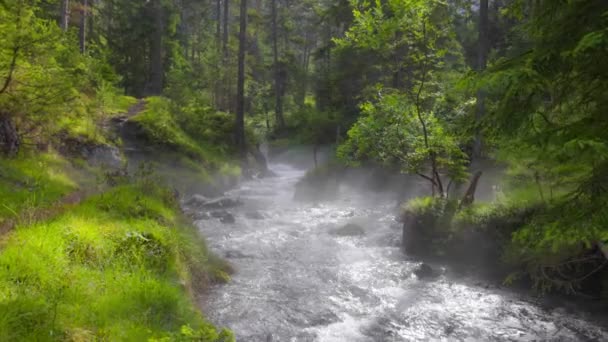 Ποταμός Κρυστάλλινα Νερά Στο Δάσος Ακτίνες Του Ήλιου Διαπερνούν Κλαδιά — Αρχείο Βίντεο
