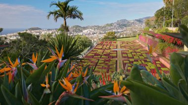 Madeira ve Funchal şehrinin çeşitli bitkilerinin muhteşem güneşli manzarası. Funchal, Madeira 2 botanik bahçesindeki renkli çiçekler arasında kamera hareket eder