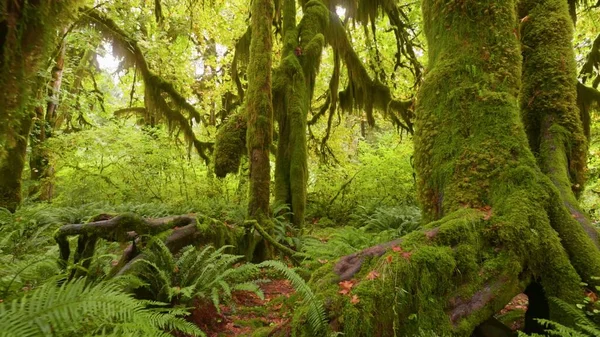Regenwoud Olympic National Park Washington Verenigde Staten Camera Beweegt Langs — Stockfoto