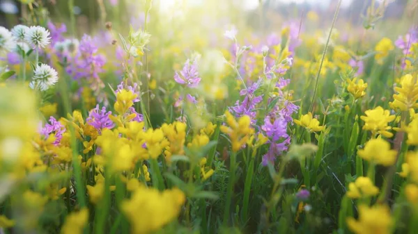 Kamera Porusza Się Alpejskiej Łące Pełnej Kolorowych Kwiatów Letnia Polna — Zdjęcie stockowe