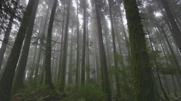 Mysterious Misty Forest Sao Miguel Island Azores Portugal Camera Moves — Stock Photo, Image