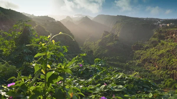 カナリア諸島の自然 緑豊かな緑とラ パルマのカナリア島の花のジンバル夕日 カメラは緑の茂みに沿って紫色の花 背景の日没時の山々を移動します ストック写真