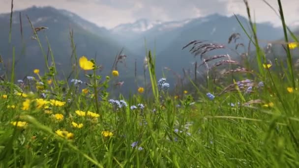 Kamera Avusturya Daki Dağ Çiçekleri Boyunca Hareket Eder Sarı Mavi — Stok video