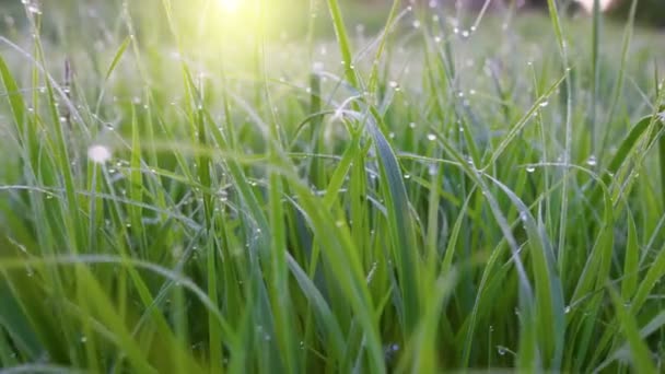 해돋이에 물방울과 신선한 이슬은 활기찬 잔디에 떨어집니다 카메라는 초원에 잔디의 — 비디오