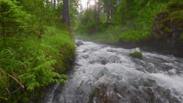 晴れた朝 魔法の夏の森で 森の中の透明な水で流れる川 太陽光線は木の枝を突破する — ストック動画