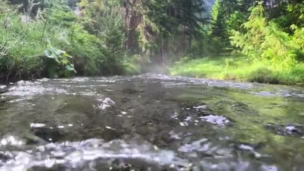 Rivière Avec Eau Cristalline Dans Forêt Moitié Tir Ralenti Sous — Video
