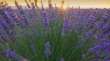 Lavanta çalılarının arkasından kamera yükseliyor. Çiçek açma mevsiminde büyük lavanta tarlalarının manzarası. Fransa 'nın Provence kentindeki lavanta tarlaları gün doğumunda