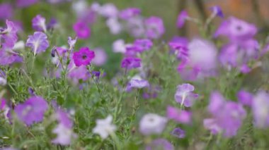 Mor yaz çiçekleri rüzgarda sallanıyor. Hassas yaz çiçekleri bahçede ya da parkta, yavaş çekim.