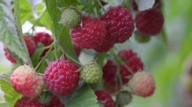 Çalı üzerinde olgun sulu ahududu hasat et. Bahçede rüzgarda sallanan organik ahududu